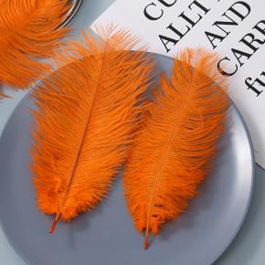 single ostrich feather