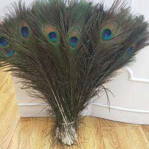 peacock feather
